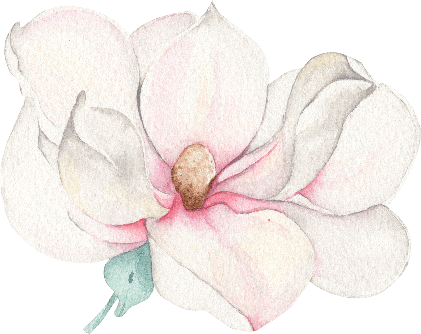 Watercolor White Gentle Magnolia Flower With Leaf